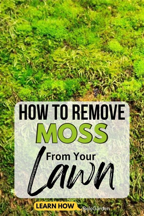 Say goodbye to moss tips for getting rid of moss in your lawn – Artofit