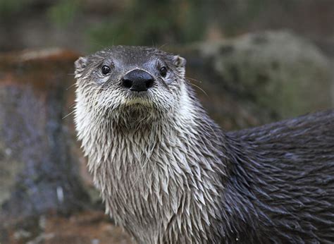 Three Animals You Can Save By Protecting the Colorado River - Western ...