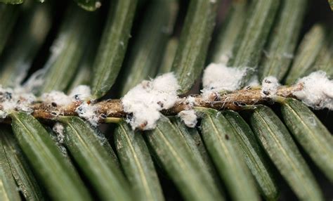 Little, Fuzzy, But Not So Cute: The Hemlock Woolly Adelgid