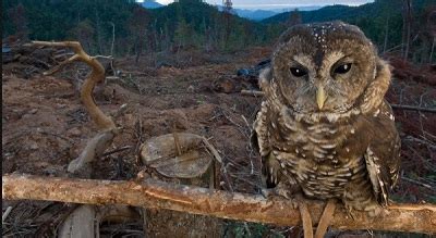 Northern Spotted Owl – Strix occidentalis caurina | Facts About Animals