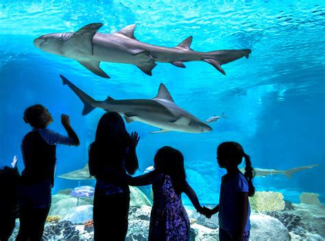 Discount Tickets To Odysea Aquarium Scottsdale - Aquarium Views