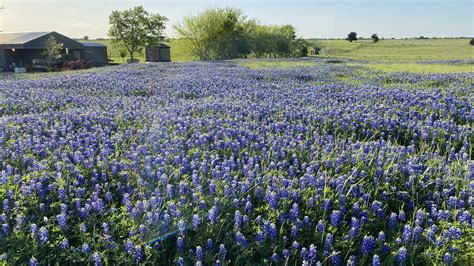 Texas' most beautiful bluebonnets can be found along the Ennis Bluebonnet Trails