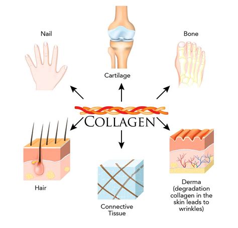 The Truth About Stem Cells in Skin Care - ORO GOLD School