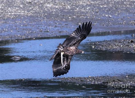 Baby's First Eel Photograph by Karen Silvestri - Pixels