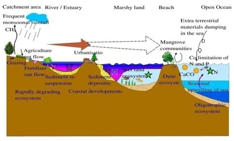 Coastal landforms and their different types of processes, biological ...