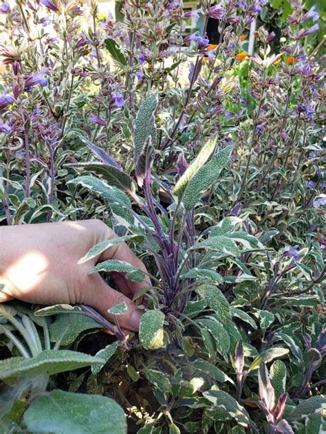 How to Propagate (Grow) Sage Cuttings in Water or Soil | Growing sage ...