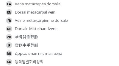 Dorsal metacarpal vein - vet-Anatomy - IMAIOS