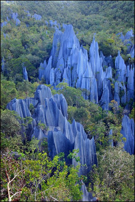 The Magical Blue Pinnacles at Mulu National Park in Malaysia. fun funny funny pics | Gunung mulu ...