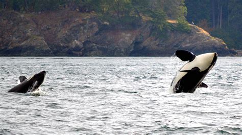 Victoria Whale Watching: Surrounded By Killer Whales - Traveling Islanders