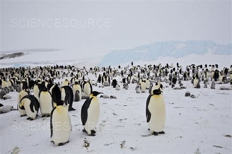 Photograph | Emperor Penguin colony, Antarctica | Science Source Images