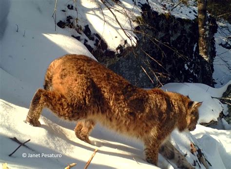 Bobcat Coat Color and Camouflage - Winterberry Wildlife