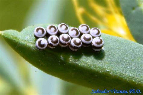 Hemiptera-Heteroptera-Pentatomidae-Murgantia histrionica-Harlequin Bug EGGS (B) - Urban Programs ...