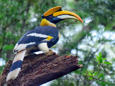 8 Birds That Look Like Toucans - Sonoma Birding