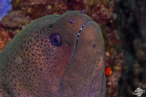 Giant Moray Eel-Facts and Photographs - Seaunseen