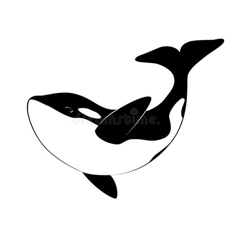 Isolated Black Silhouette of Orca Whale on White Background. Killer ...