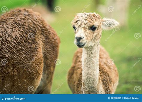 Baby Alpaca, Also Called Cria Stock Image - Image of fluffy, hoofed: 63906381