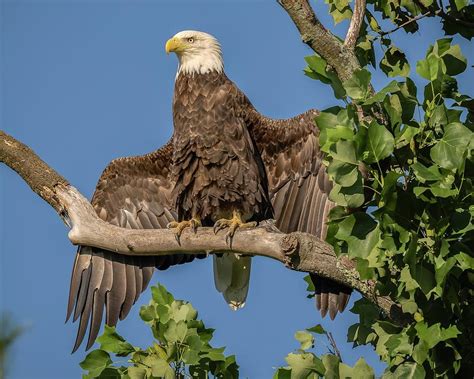 Open wings Photograph by Michael Dukarm - Fine Art America