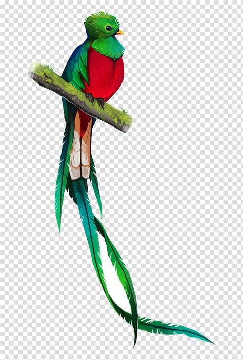 Flying Quetzal Png / Quetzal bird flying with quetzal word. - Jaleada Mapanfu