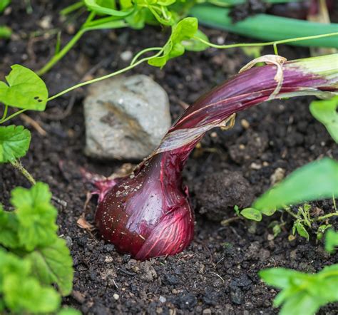 Growing Red Onions » Top Tips for Success