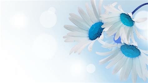 Download White Flower Blue Daisy Artistic Flower HD Wallpaper