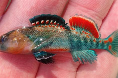 Orangethroat darter: First of its kind for Fish of the Week - Chicago Sun-Times