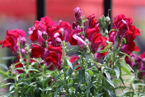 23 of the Best Snapdragon Varieties to Grow at Home