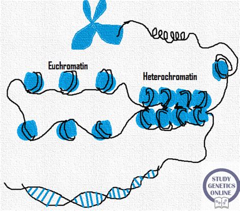 Study Genetics Online: Chromatin remodeling