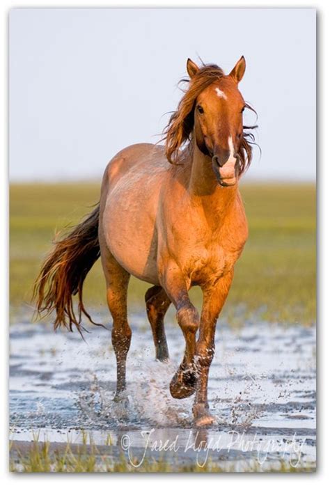 Shackleford Banks, NC, small Island with some of the few wild horses left on the east coast ...