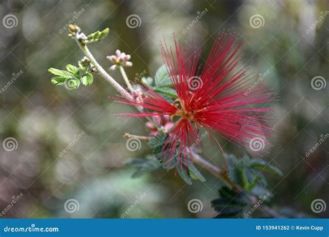 Baja Fairy Duster from Baja California Stock Photo - Image of color, beautiful: 153941262