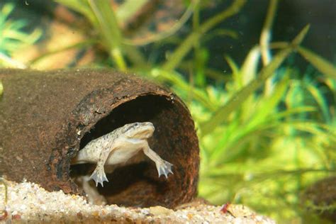 Raising frogs in the aquarium: Hymenochirus dwarf frogs