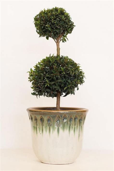 Best Eugenia Topiary Tree Artificial Leaves Bulk