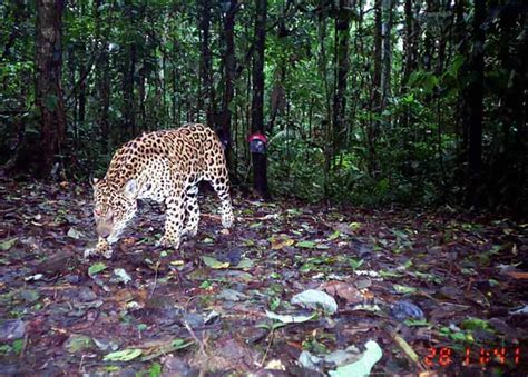 Jaguars' Hunting Patterns Revealed | Live Science