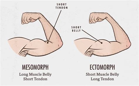 what-body-type-muscle-belly-tendon-length-ectomorph-mesomorph | Mesomorph body type, Mesomorph ...