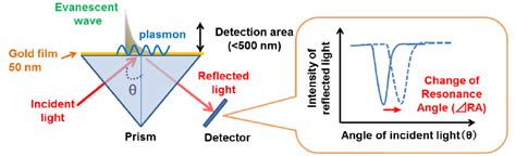 Principle of SPR sensor. Surface plasmon resonance (SPR) sensors detect... | Download Scientific ...