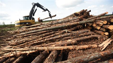 What is clearcutting, and is it happening in Brunswick County?