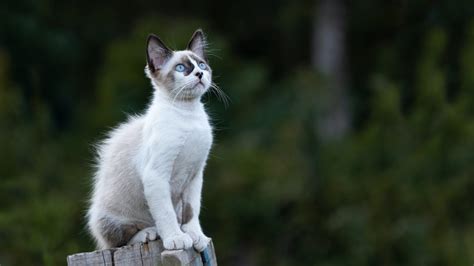 Siamese Cat Behavior Problems: Royalty With A Dark Side?