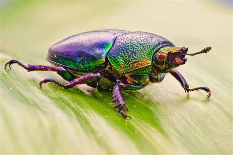 Sun Beetle | Macro photos, Insects, Art