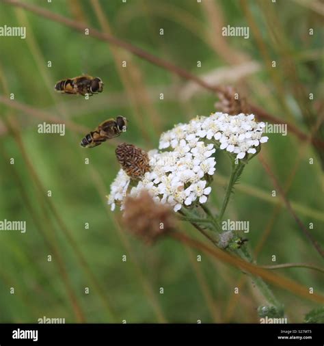 Hoverflies Stock Photo - Alamy