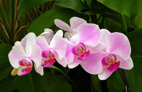 Pink orchids HD wallpaper | Wallpaper Flare