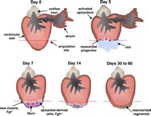 A Dynamic Epicardial Injury Response Supports Progenitor Cell Activity during Zebrafish Heart ...