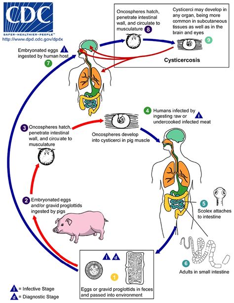 Tapeworm Life Cycle Diagram