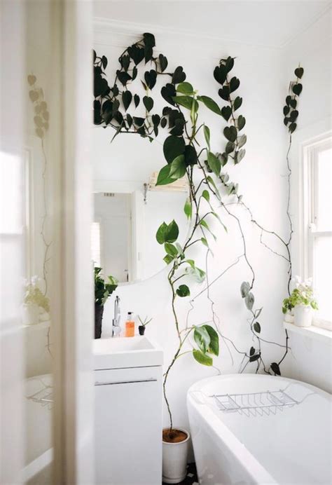 my scandinavian home: Going up in 2018: indoor climbing plants