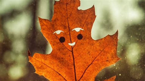 Wallpaper leaf, funny, autumn, smile hd, picture, image