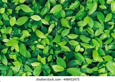 4,022,844 Green Leaves Texture Stock Photos, Images & Photography | Shutterstock