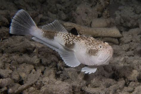 Stargazer Fish - A-Z Animals