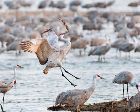 Sandhill Crane Migration