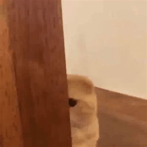 Cute Hide Cat Scared Shy | GIF | PrimoGIF