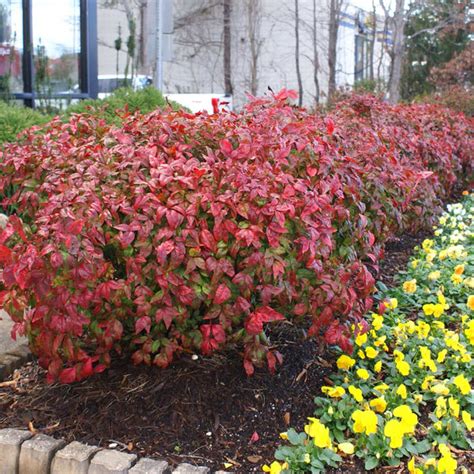 Fire Power Nandina Shrubs for Sale | FastGrowingTrees.com