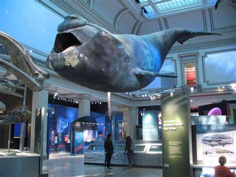 Smithsonian National Museum of Natural History. Ocean Hall. | Natural history, National museum ...