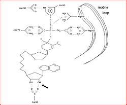 Malate dehydrogenase - Proteopedia, life in 3D